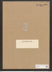 Amphora lineata Greg. (de-Toni-Nr.: Genus 36, Species 1557) Zeichnungen Sammlung Grunow Nr. 3001 (NHMW-BOT-W0370377)